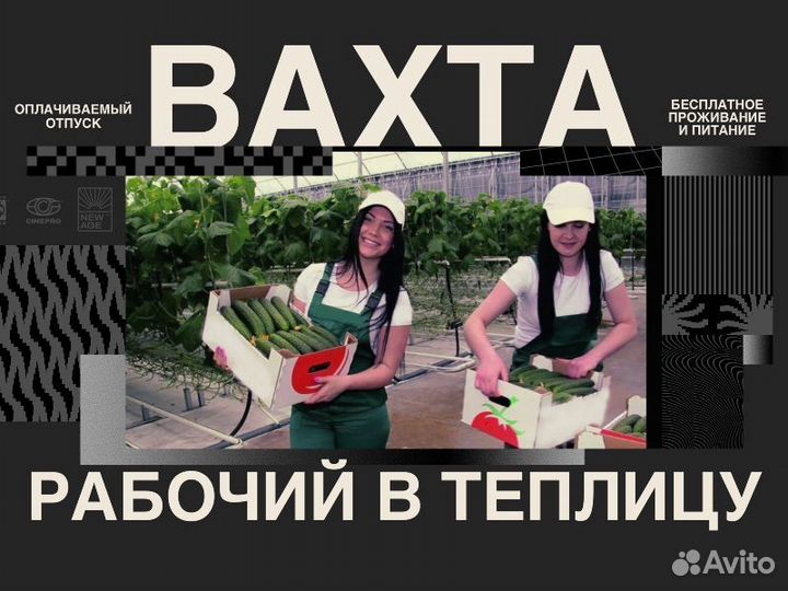 Рабочий в теплицу. Вахта с питанием и проживанием