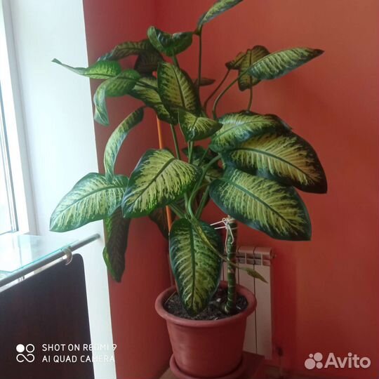 Диффенбахия