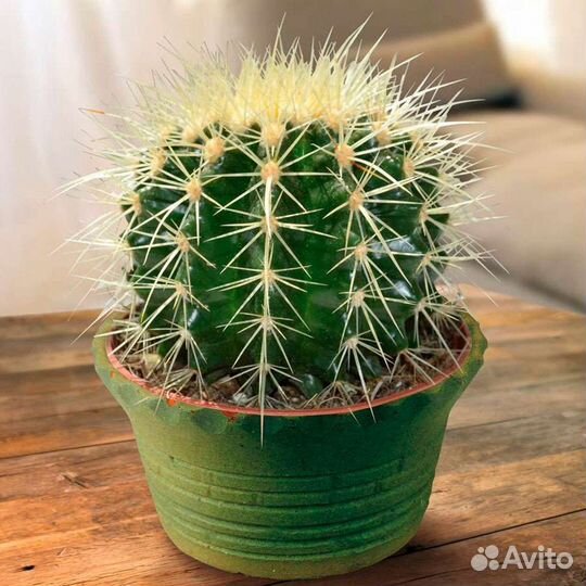 Кактус квартирный