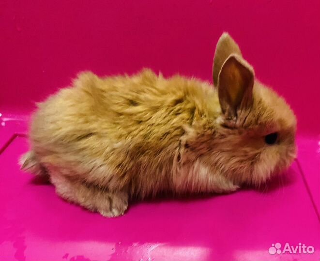 Карликовые мини крольчата