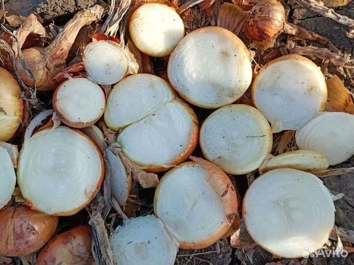 Лук на выгонку пера