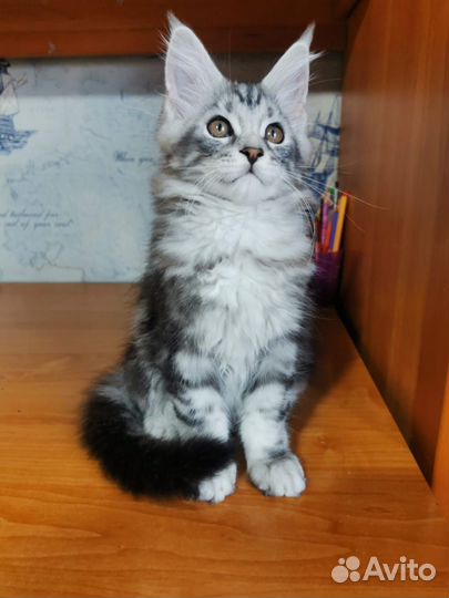 Котята мейн-кун