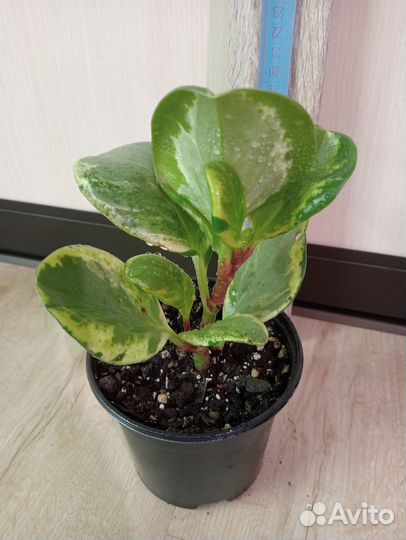 Комнатные растения. Пеперомия разная