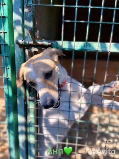 Собака Веснушка ищет дом