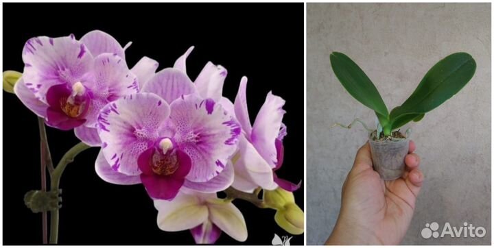 Орхидея бабочка Азия нецветущие