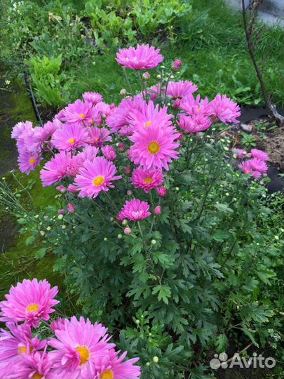 Многолетники