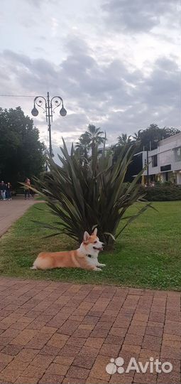 Собака для фотосессии корги