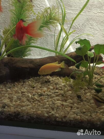 Аквариумные рыбки цихлиды