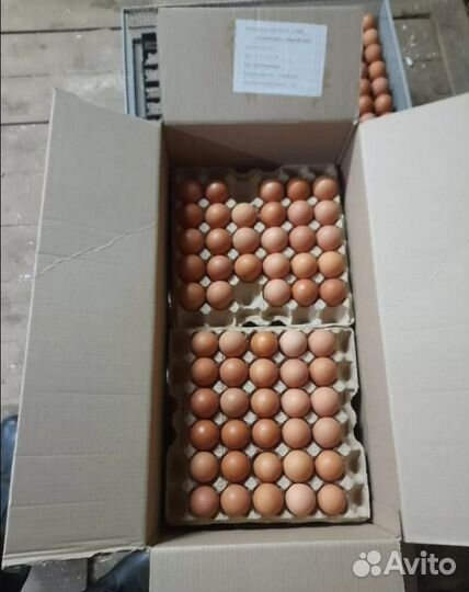 Яйцо несушки Хайсекс, Ломан Браун