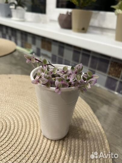 Каллизия пинк леди