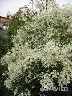 Клематис мелкоцветковый