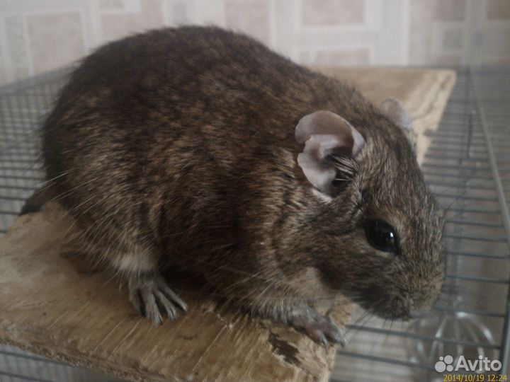 Пристроить животное на время отпуска