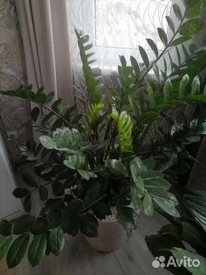 Комнатные растения
