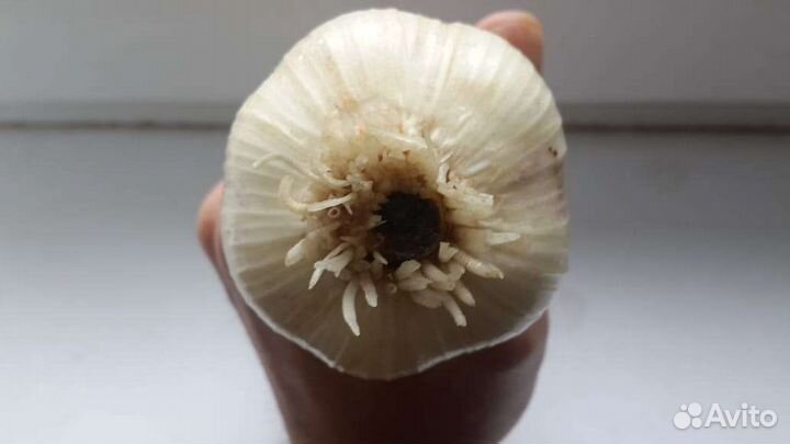 Чеснок озимый