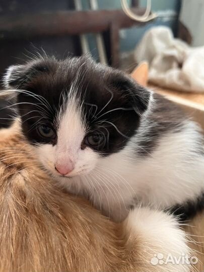 Кошка в дар бесплатно