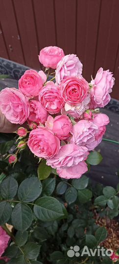 Роза для букета