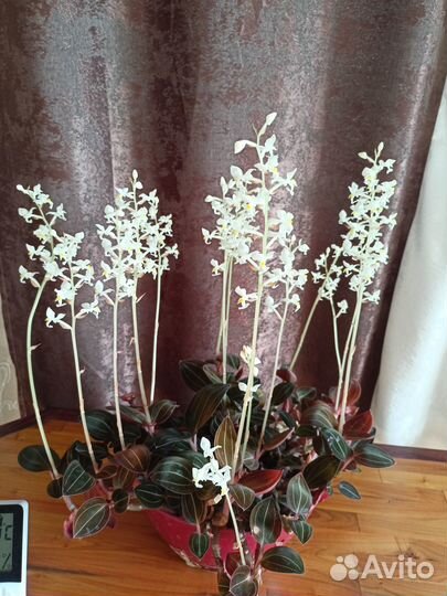 Драгоценная орхидея Лудизия