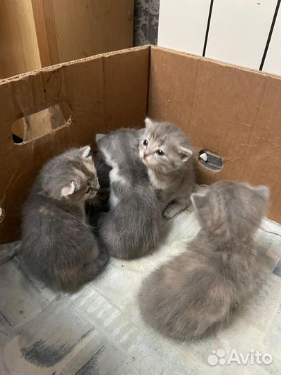 Котята отдам даром