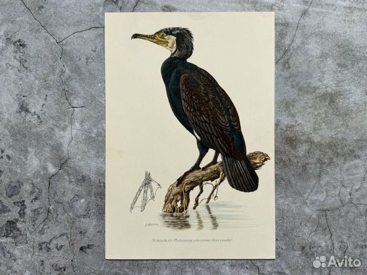 Литографии. Птицы. Германия