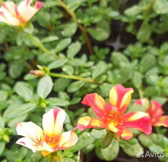 Портулак ампельный. Персиковая звезда