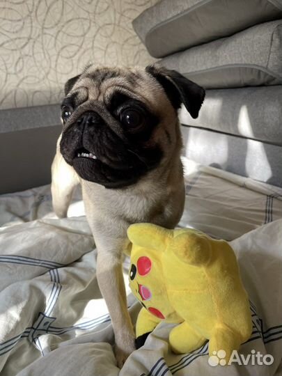 Мопс вязка мальчик