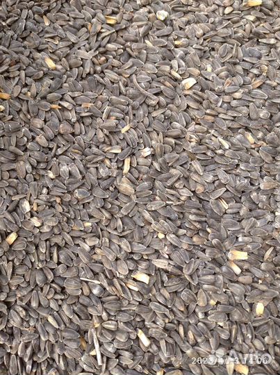 Семечки для птиц