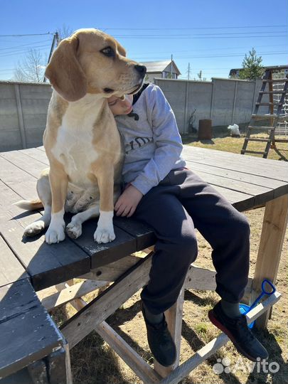 Собака Бигль в добрые руки