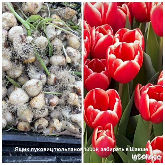 Луковицы тюльпанов оптом
