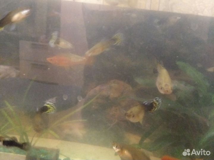 Мальки гуппи