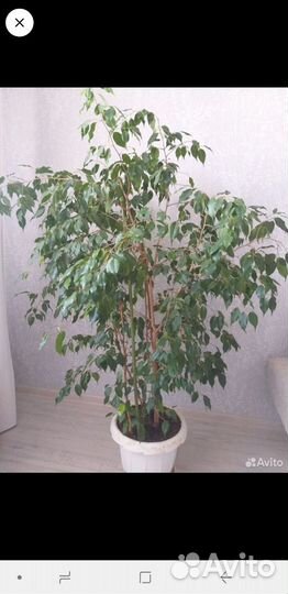 Фикус бенджамина