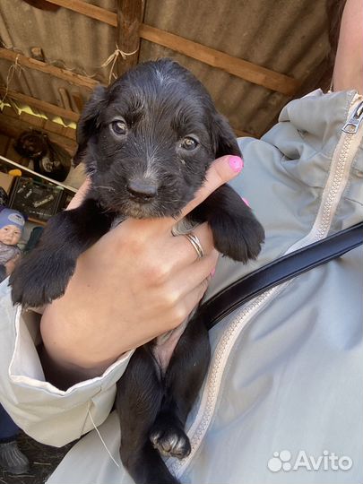 Русский спаниель