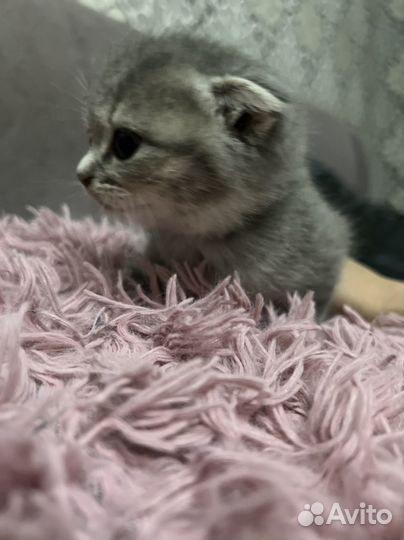 Кошка шиншилла