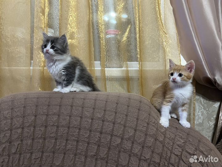 Котята отдам в добрые руки бесплатно