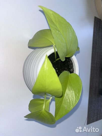 Сциндапсус неон