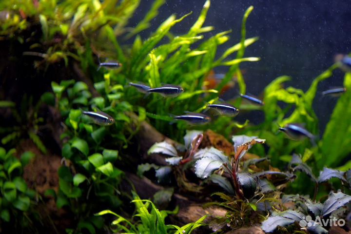 Оформление аквариума живыми растениями