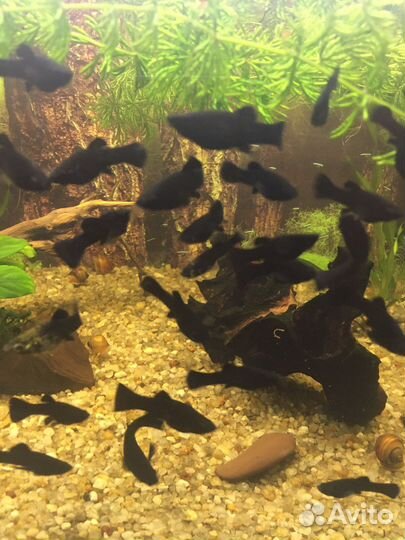 Молинезии,растения и др