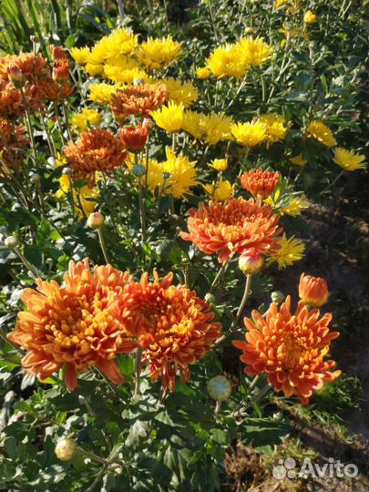 Хризантемы корейские