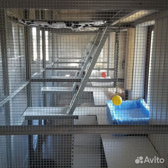 Отель для кошек