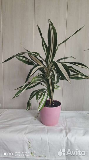 Комнатные цветы Драцена