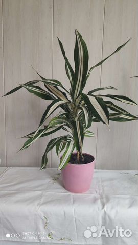 Комнатные цветы Драцена