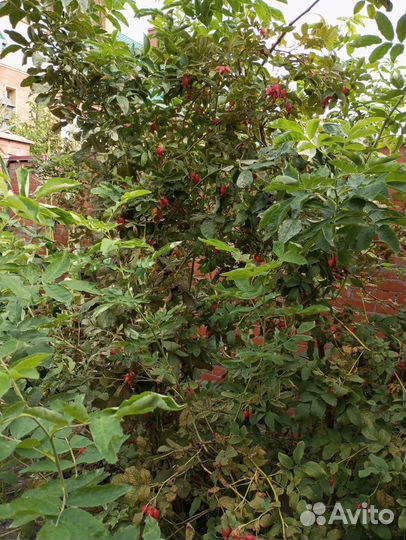 Шиповник свежий