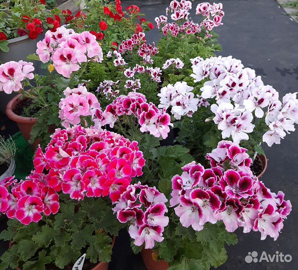 Королевская пеларгония сортовая срезами