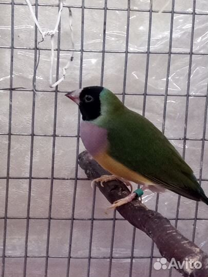 Амадины Гульда, Рисовка