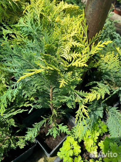 Лимон «Пандероза» (Citrus limon «Panderosa») Рейти