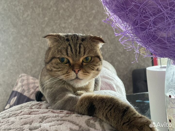 Британская кошка в дар