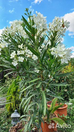 Олеандр махровый