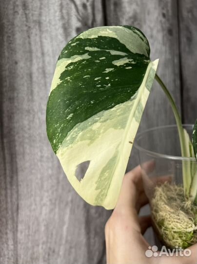 Монстера вариегатная альба