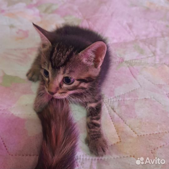 Котята отдам бесплатно
