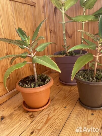 Каланхоэ лечебное бесплатно