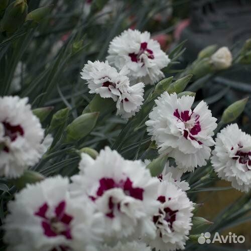 Гвоздика перистая Ine